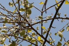 Taxillus bracteatus